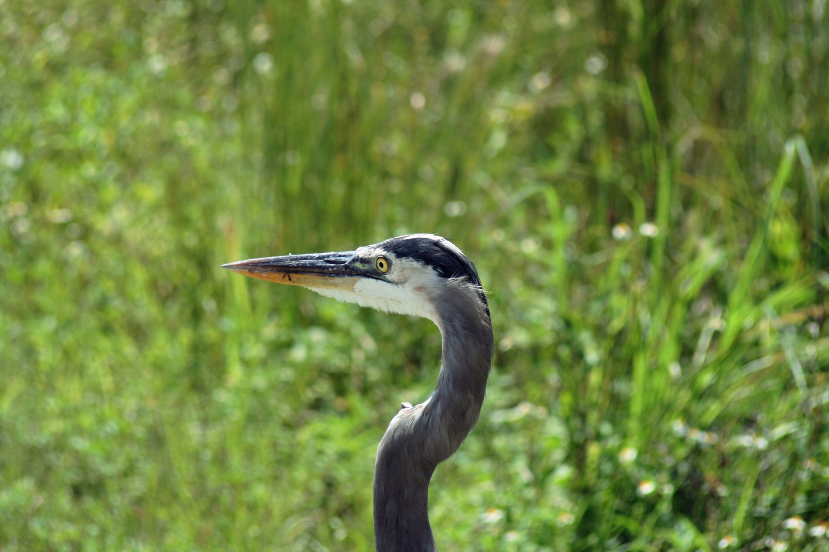 Graureiher in den Everglades