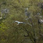 Graureiher in den Lahnauen bei Limburg