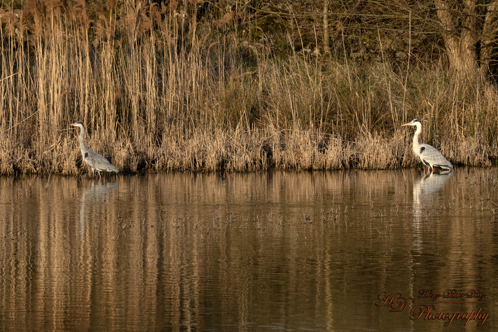 Graureiher in der Abendsonne