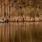 Graureiher in der Abendsonne