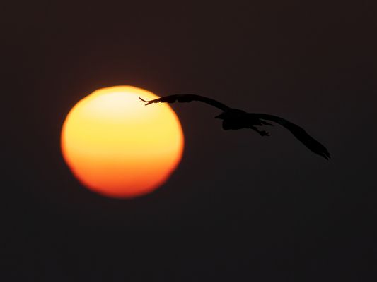 Graureiher in der Abendsonne
