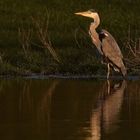 Graureiher in der Abendsonne