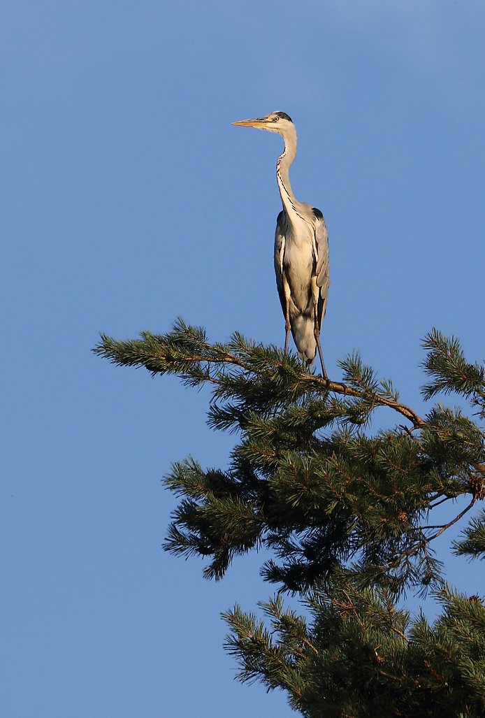 Graureiher in der Abendsonne