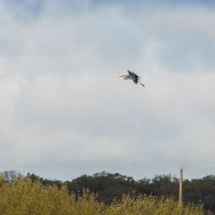 Graureiher in der Luft