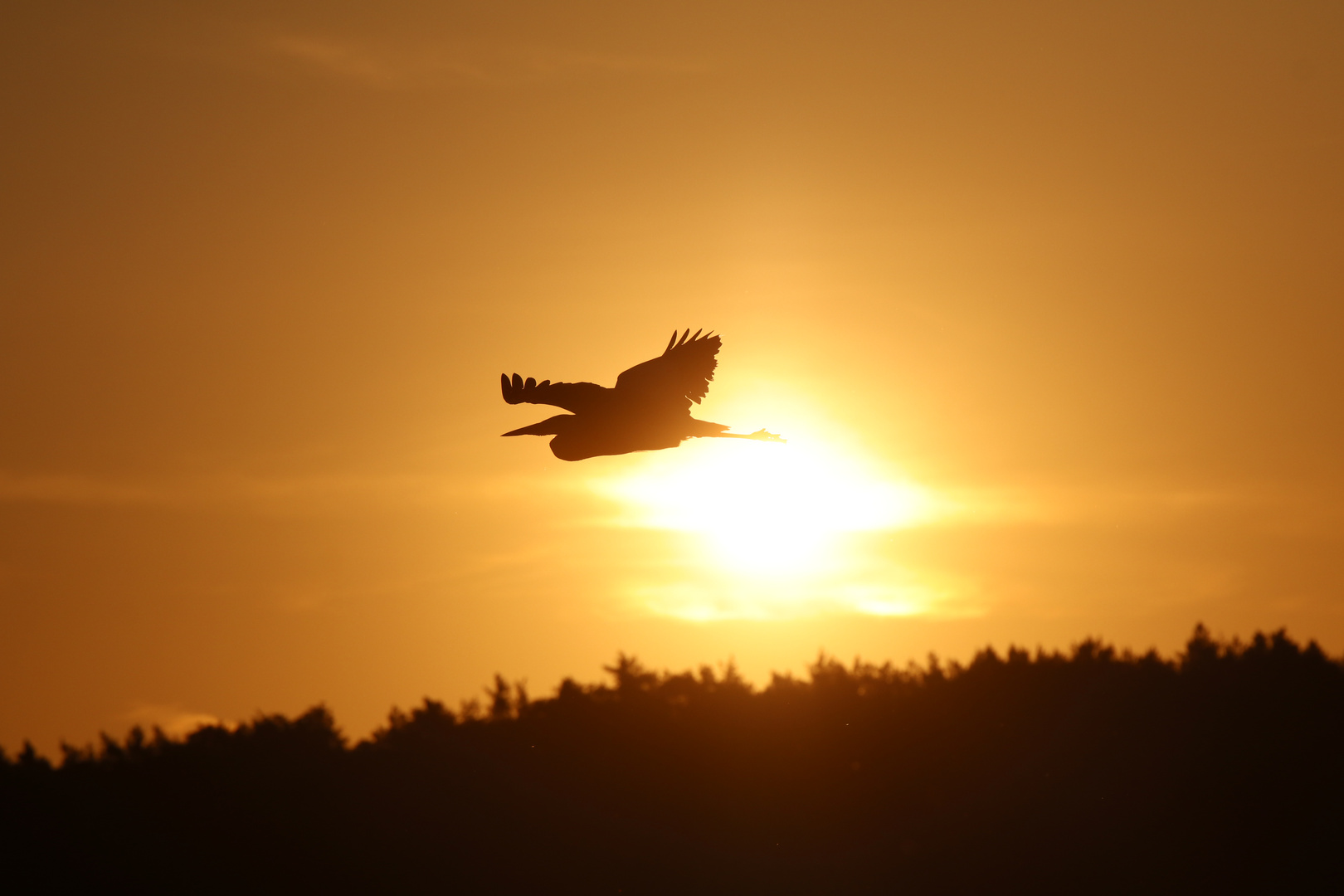 Graureiher in der Morgensonne