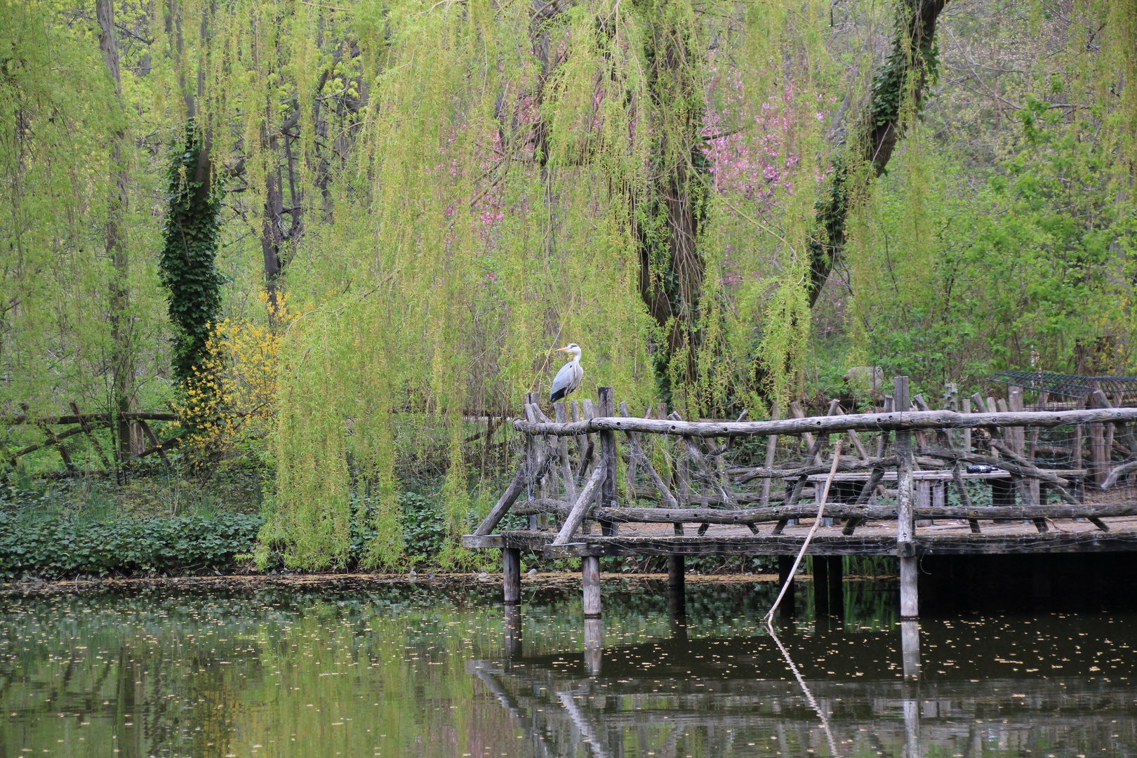 Graureiher  in der Stadt am Teich