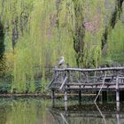 Graureiher  in der Stadt am Teich