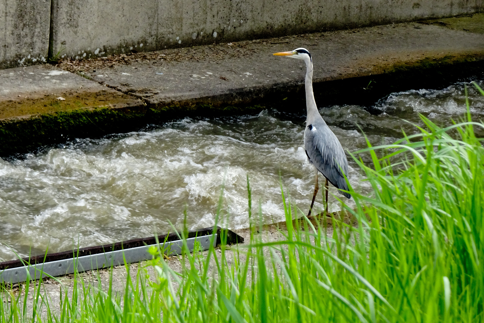 Graureiher in der Stadt