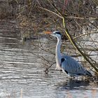 Graureiher in der überfluteten Seege-Niederung (Wendland)