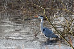 Graureiher in der überfluteten Seege-Niederung (Wendland)