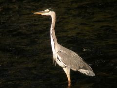 Graureiher in der Wupper