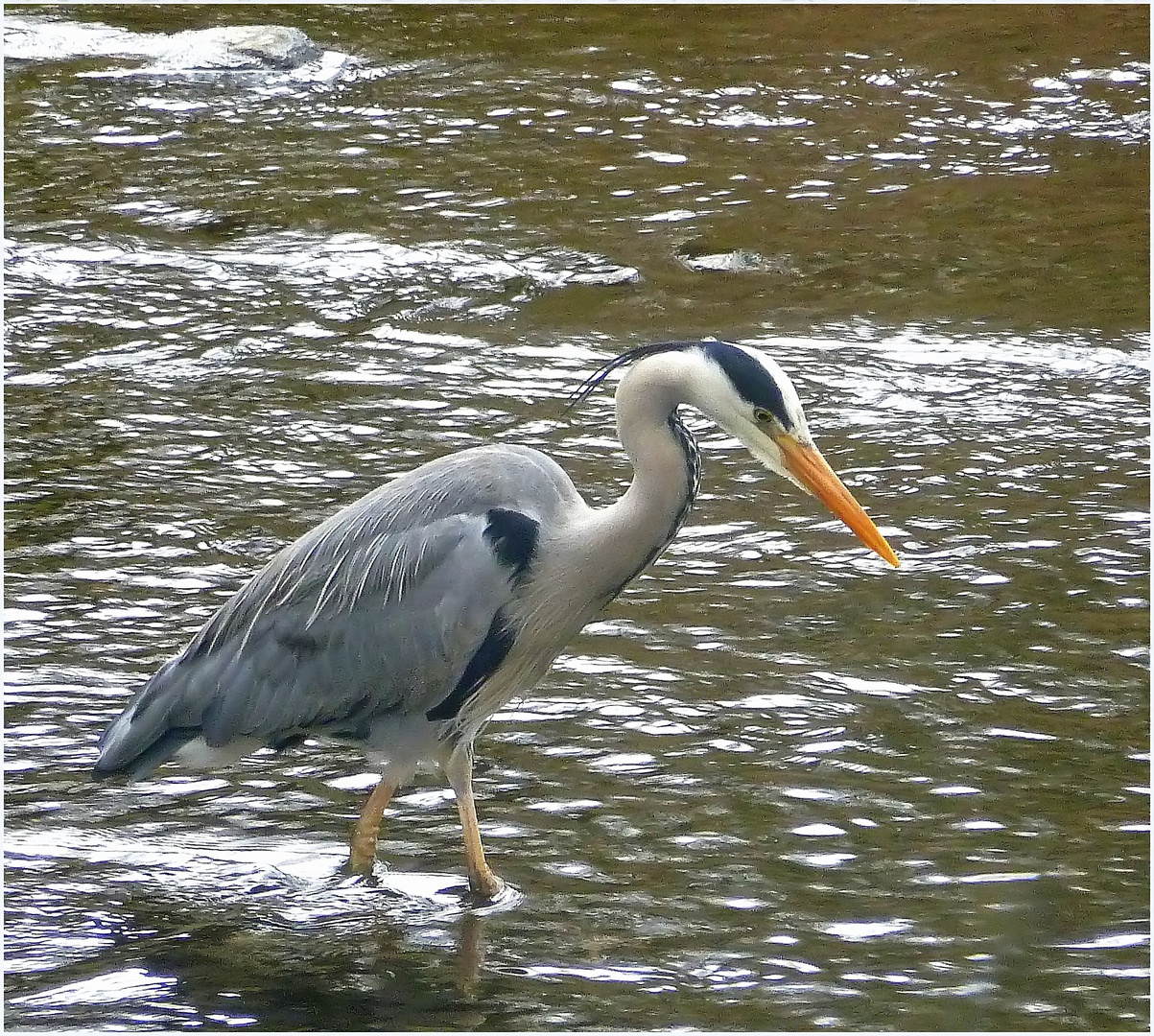 Graureiher in der Wupper - Wuppertal-Beyenburg