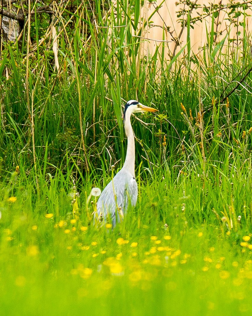 Graureiher in Frühlingswiese