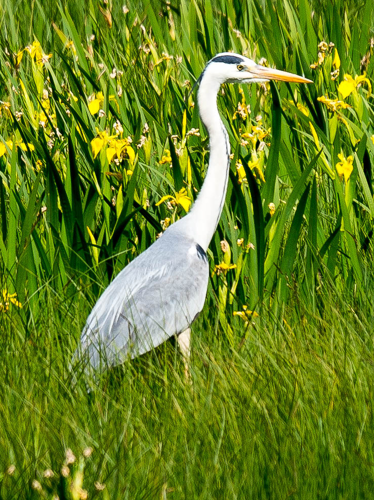 Graureiher in Frühlingswiese