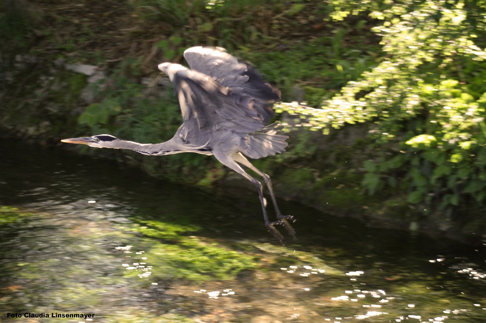 Graureiher in Isny beim Fliegen