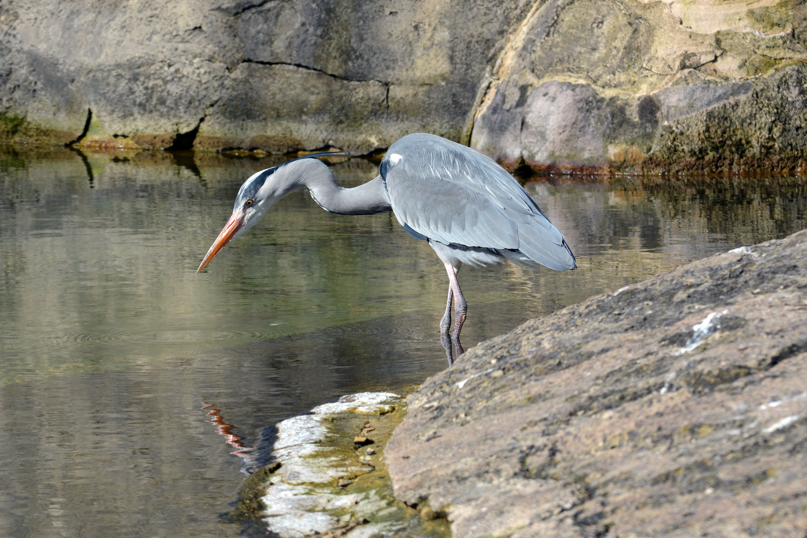 Graureiher in Lauerstellung