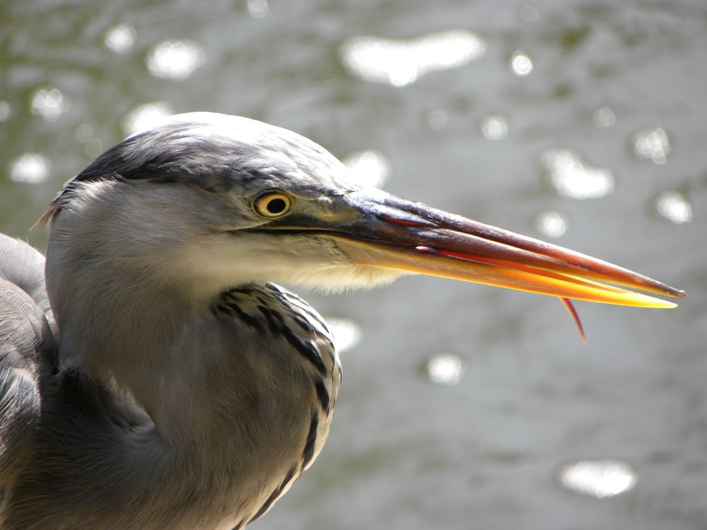 Graureiher in Mombasa, Kenya