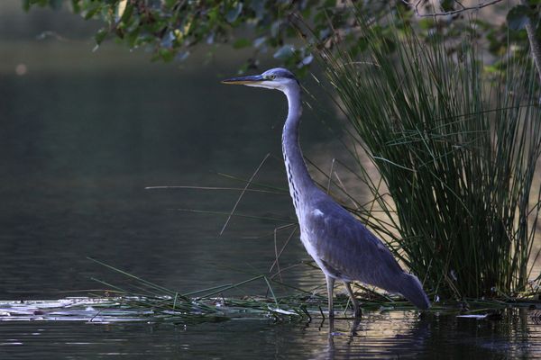 Graureiher in Reutlingen