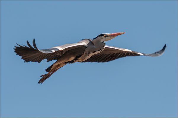 Graureiher in schönstem Licht