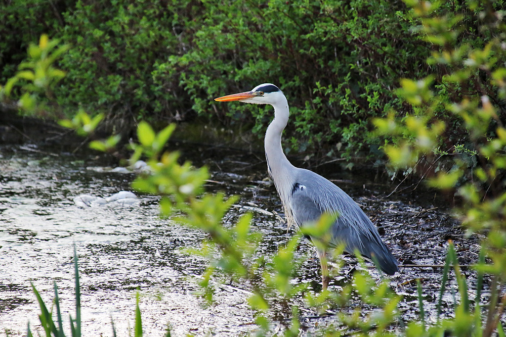 Graureiher in Warteposition