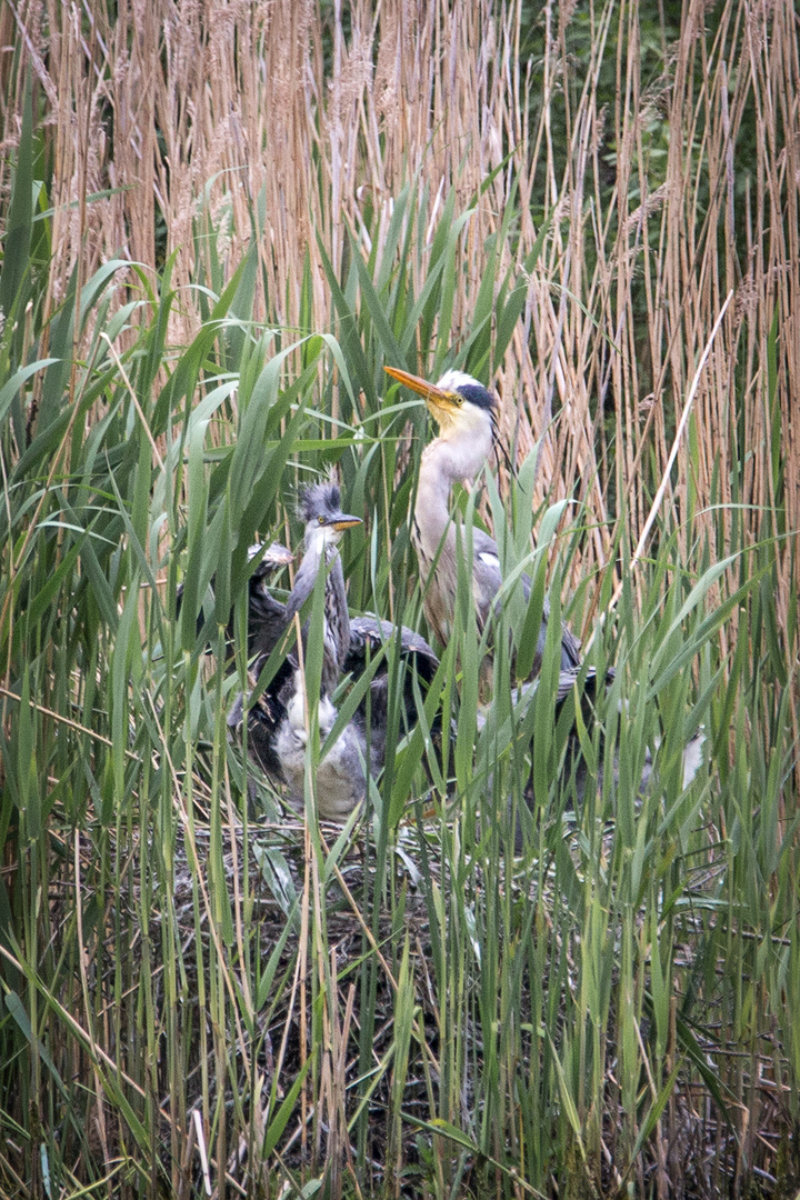 Graureiher Jungtiere im Nest