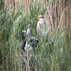 Graureiher Jungtiere im Nest