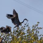 Graureiher, Jungvogel