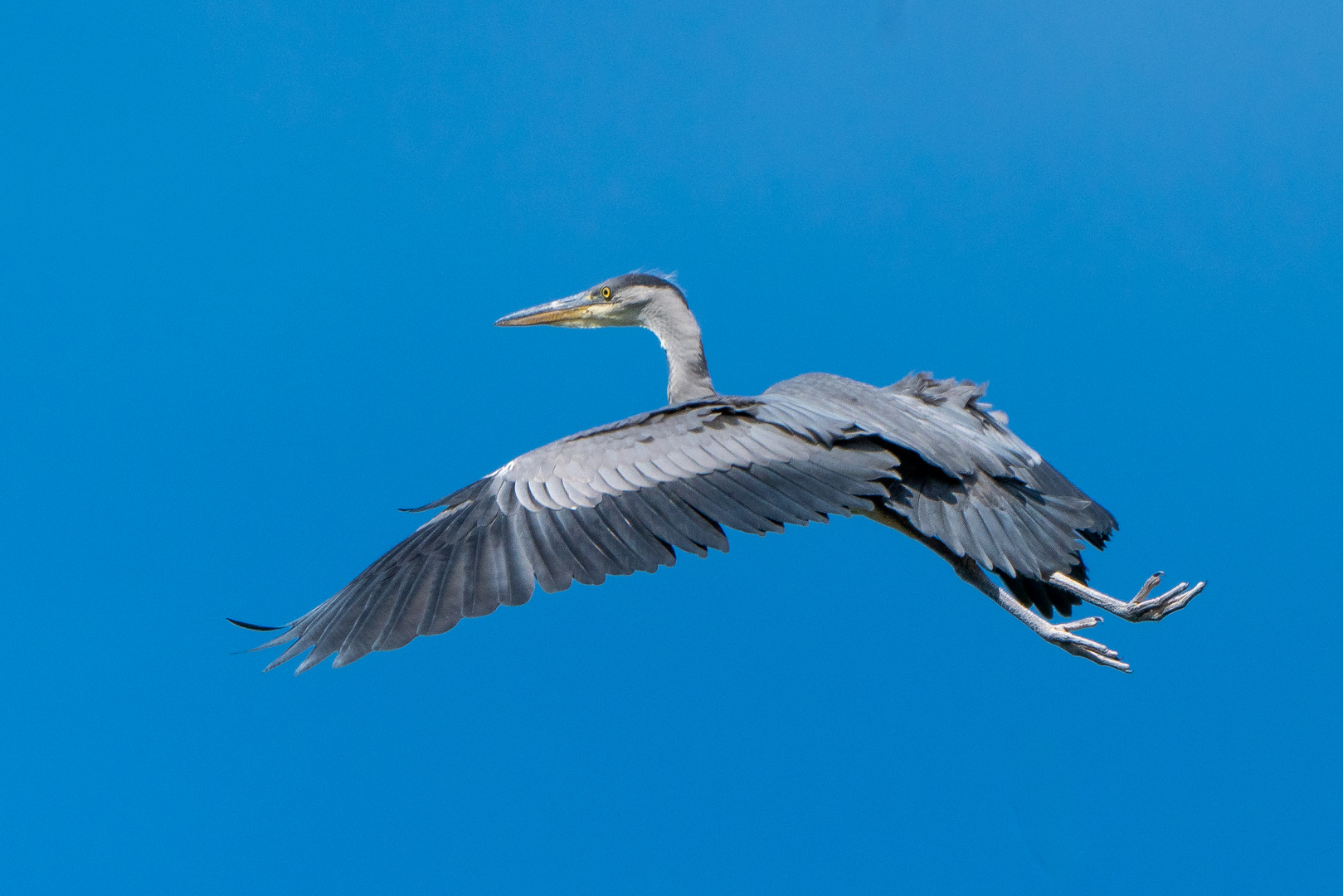 Graureiher (Jungvogel) Rundflug