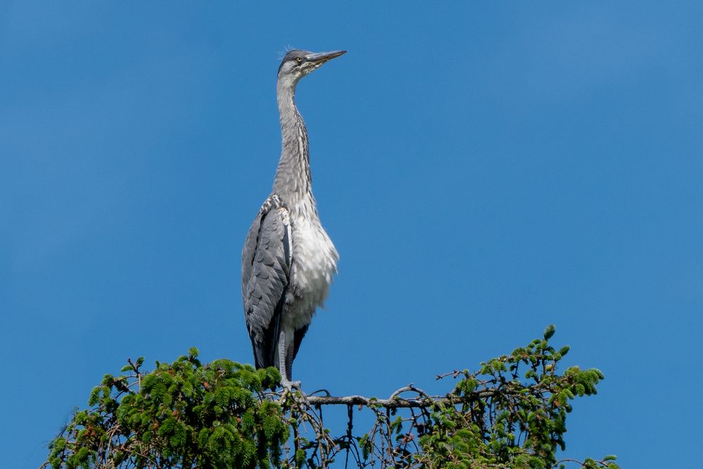 Graureiher (Jungvogel) Sonnenbad