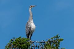 Graureiher (Jungvogel) Sonnenbad