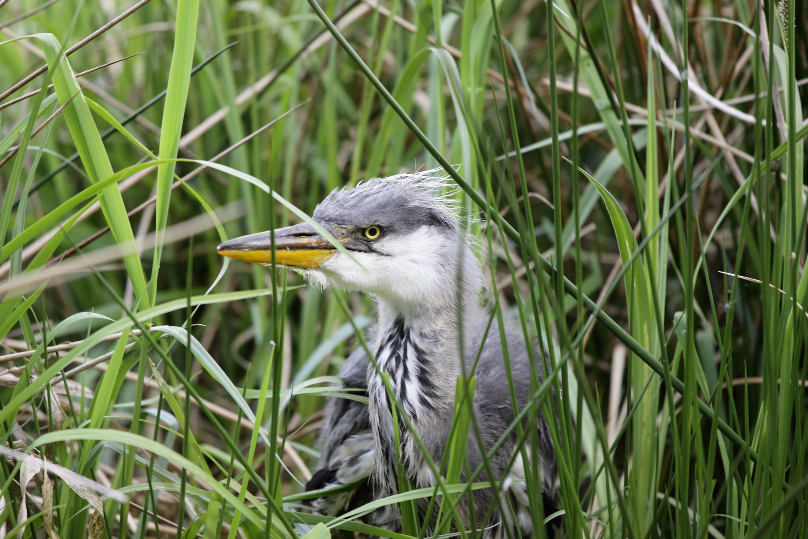 Graureiher Jungvogel, Teil 1, vor der Überquerung des Grabens