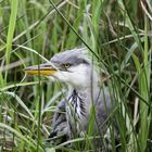 Graureiher Jungvogel, Teil 1, vor der Überquerung des Grabens