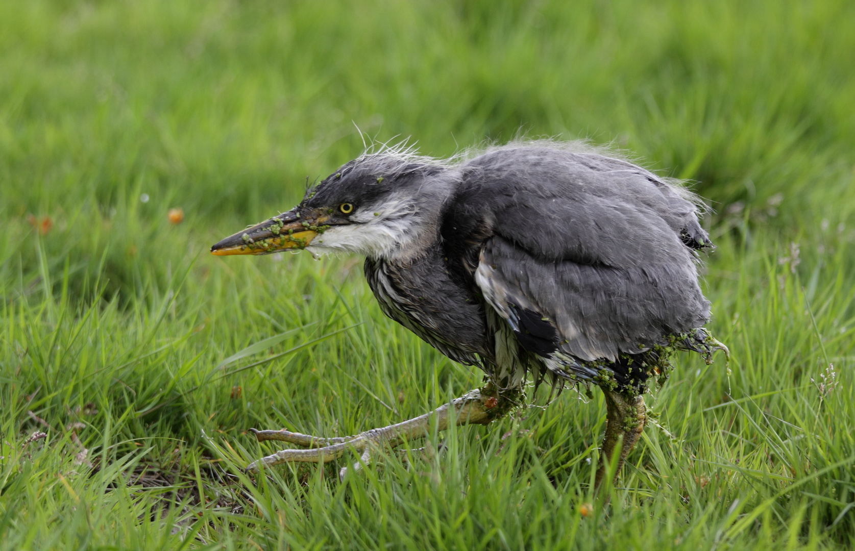 Graureiher Jungvogel, Teil 2