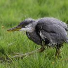 Graureiher Jungvogel, Teil 2