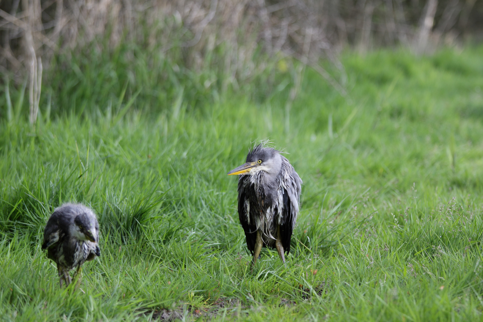 Graureiher Jungvogel, Teil 3.....und da waren es zwei