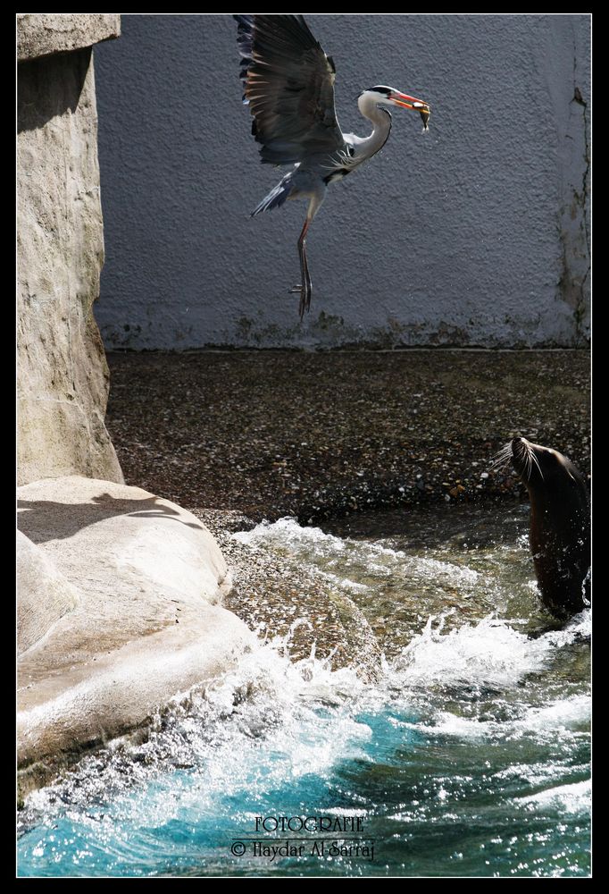 Graureiher klaut den Fisch :)