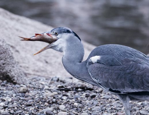 Graureiher kriegt den Hals nicht voll...