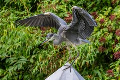 Graureiher kurz vor dem Absturz