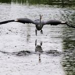 Graureiher kurz vor dem "Fisch-Fang"