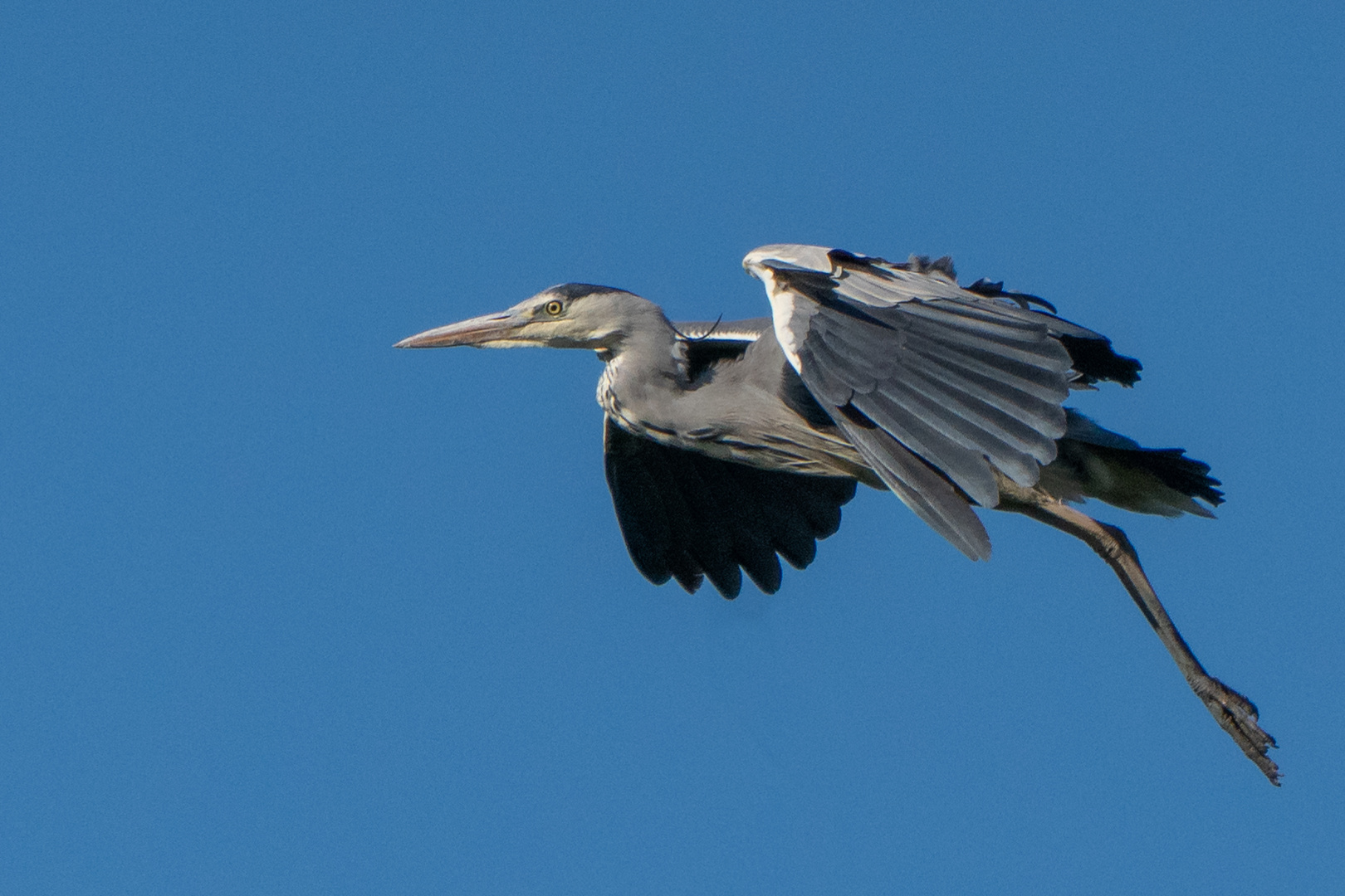 Graureiher Landeanflug