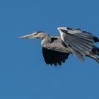 Graureiher Landeanflug