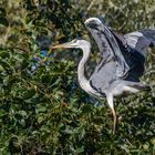 "Graureiher landet im Baum 2023"