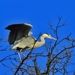 Graureiher - Landung auf dem hohen Baum