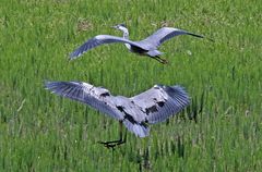 Graureiher: Landung und Überflug