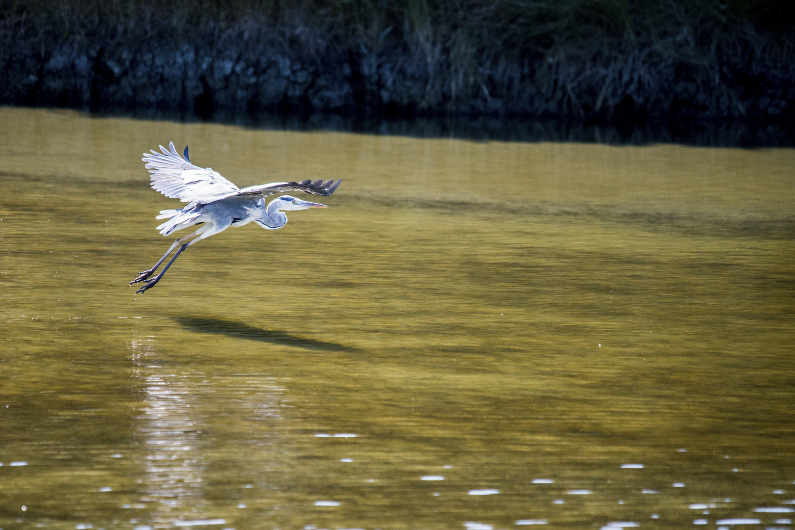 Graureiher macht den Abflug