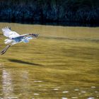 Graureiher macht den Abflug