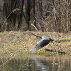 Graureiher macht einen Abflug