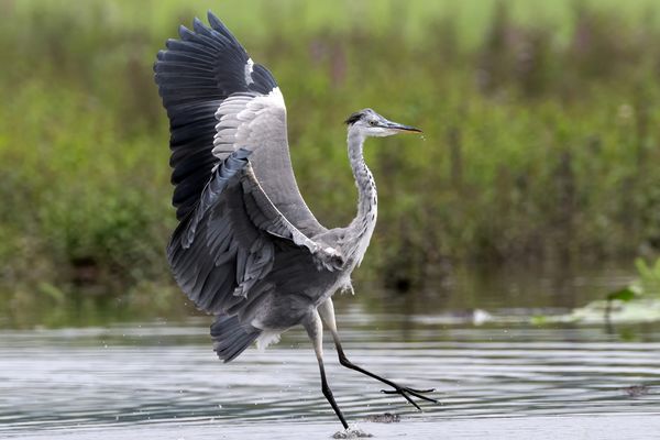 Graureiher macht einen Tanzschritt