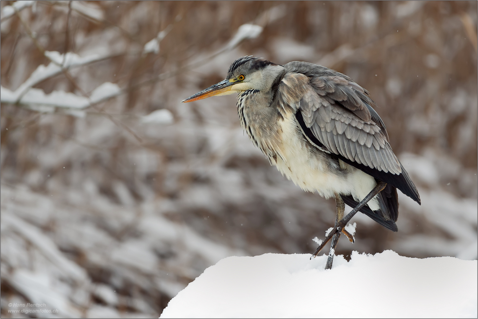 Graureiher mal im Schnee ...