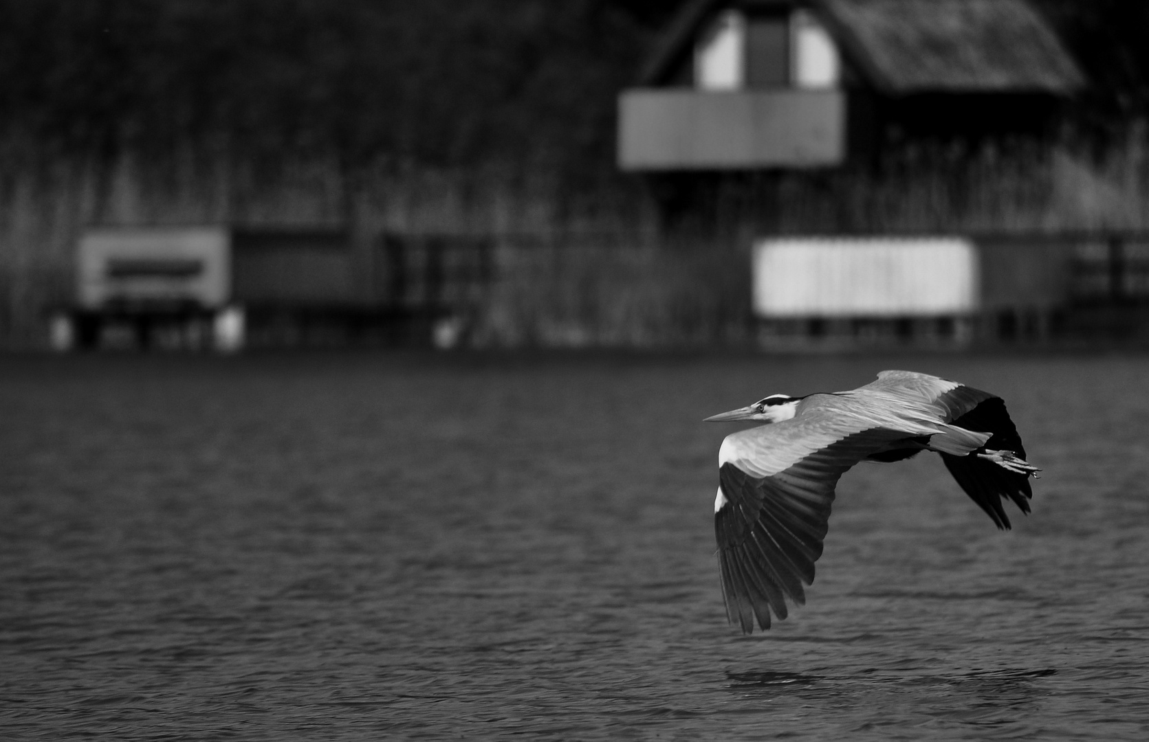 Graureiher (Mecklenburgische Seenplatte) Zettemin